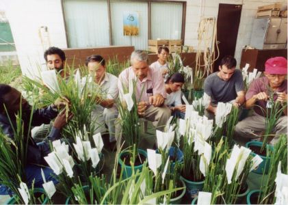 Dr. Khush with Student Trainees.  Courtesy of the Khush Family.