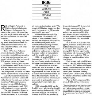 IR36, IRRI, 2