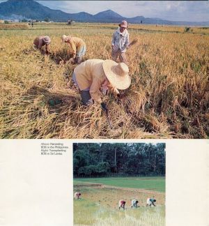 IR36, IRRI Publication
