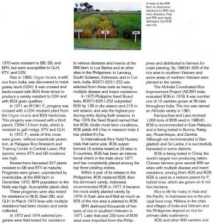 IR36, IRRI Publication