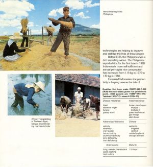 IR 36, IRRI Publication, Page 5
