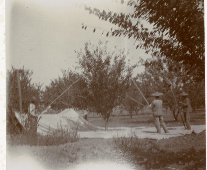 Chinese Immigrants “Knocking” Almonds, Pierce Farm, Davis, CA