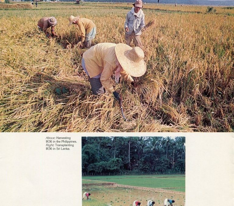 IR36, IRRI Publication