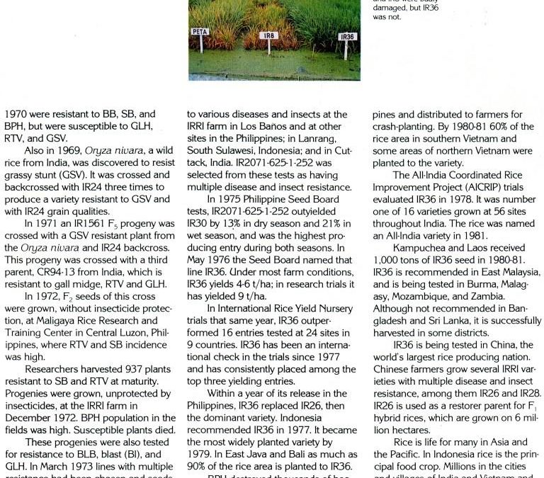 IR36, IRRI Publication