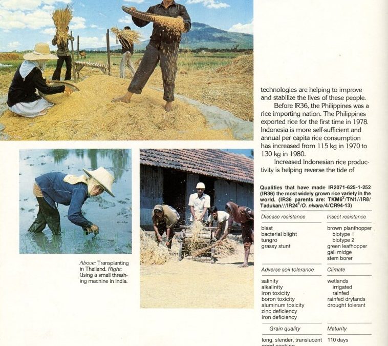 IR 36, IRRI Publication, Page 5